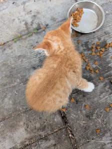 Cute kittens for sale