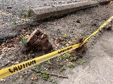 Dig Out Tree Stumps & Metal Posts – Today Only