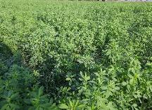 30 Acres of Standing Alfalfa/Grass Mix