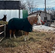 Stable Hand Wanted