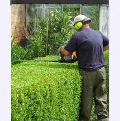 looking for EXPERIENCE hedge trimmer CASH PAID