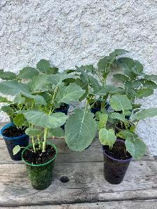 Broccoli plants seedlings