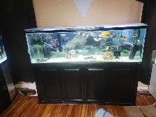 125 Gallon Oceanic Show Tank Full Setup Cheap!