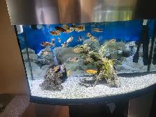 60 gallon bow front Fish Tank complete setup Cheap!