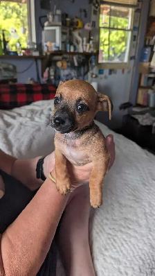 Dachshund puppies