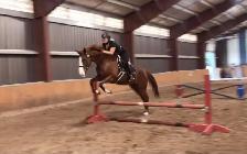 Horse Development Camp