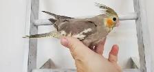 Ready Baby cockatiel hand feed