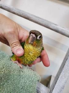 READY YELLOWSIDED GREEN CHEEK CONURE BABY