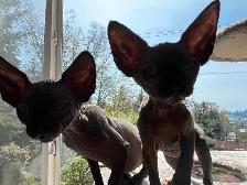 Home-Based Business Opportunity - SphynX breeder retiring