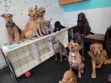 Dog daycare looking for cleaning/end of day check out help.