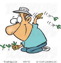 Pulling weeds from my yard - $30/hr Cash