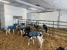 Farm hand/yard maintenance