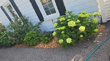 Affordable landscaping services