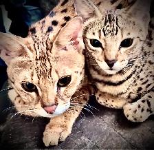 Animal Care, Property Manager & Art Assistant with Private Suite