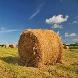 Looking for someone to cut and bale horse hay