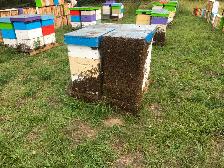 Beekeeper Helper (Apiary Technician)