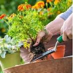 CASH LABOUR NEEDED July 1  PLANTING & GARDEN WORK