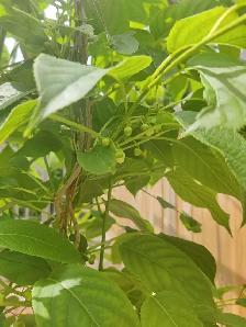 General Labour - Garden - 1 Day