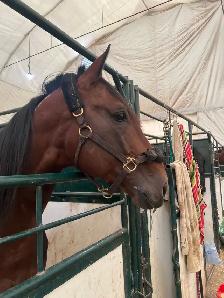 Groom Jobs Available at Century Downs