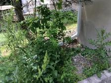 Someone to pull and bag up weeds from several small rock gardens