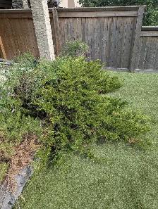 WANTED: Landscaper/pruning