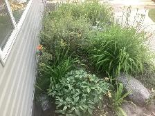 looking for someone to do weeding