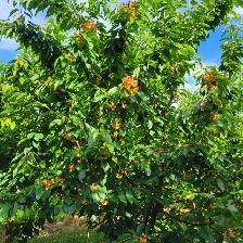 We need 30 cherry pickers in Vernon BC