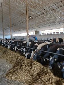 Millet dairy hiring