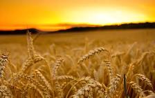 Combine Operator and Class 1 Drivers Wanted For Harvest