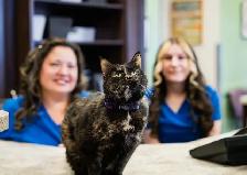 Veterinary Receptionist