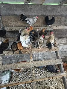 Brahma chickens for sale