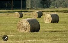 NATIVE Hay For Sale