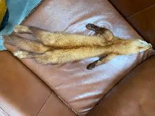 Beautiful furs and pelts , 2 beaver pelts tanned & mounted , fox