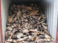 Honda Civic Scrap catalytic converter sell NOW $ Cutters in Town