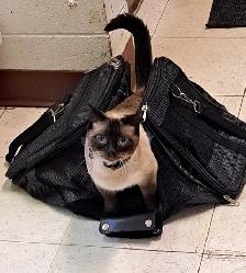 Seeking Full time veterinary receptionist