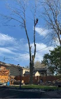 Service de coupe/abattage d'arbres & émondage (514-715-2726)