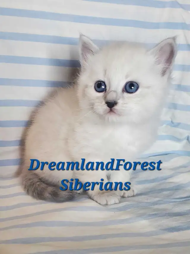 Hypoallergenic TICA Registered Siberian Kittens