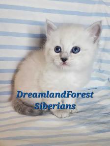 Hypoallergenic TICA Registered Siberian Kittens