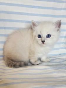 Hypoallergenic TICA Registered Siberian Kittens - Photo 2
