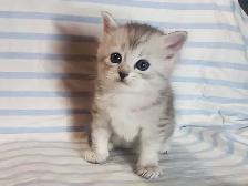 Hypoallergenic TICA Registered Siberian Kittens - Photo 3