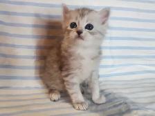 Hypoallergenic TICA Registered Siberian Kittens - Photo 4