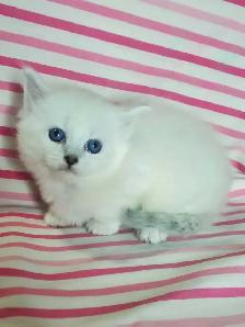 Hypoallergenic TICA Registered Siberian Kittens - Photo 5