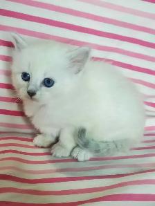 Hypoallergenic TICA Registered Siberian Kittens - Photo 6