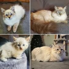 Hypoallergenic TICA Registered Siberian Kittens - Photo 8