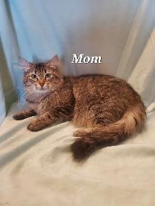 Hypoallergenic TICA Registered Siberian Kittens - Photo 9