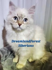 Hypoallergenic TICA registered Siberian Kitten !