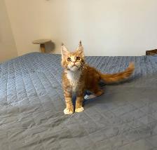 MAINE COON KITTENS, PUREBRED - Photo 8