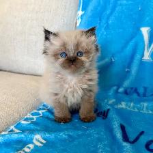 Himalayan Kittens