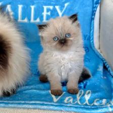 Himalayan Kittens - Photo 2