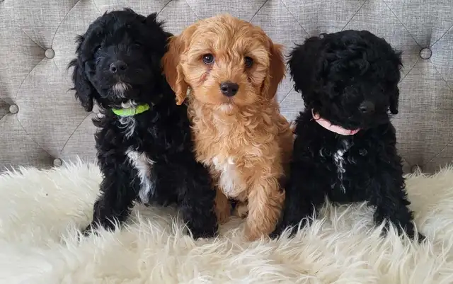 Adorable Cockapoo Puppies!
